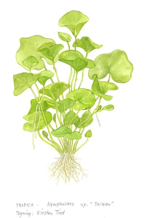 Waterplant Nymphoides Hydrophylla Taiwan