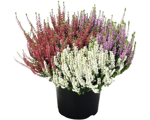 Driekleurige heide (Calluna vulgaris 'Beauty Ladies' Trio, pot Ø 17 cm, diverse soorten en kleuren)