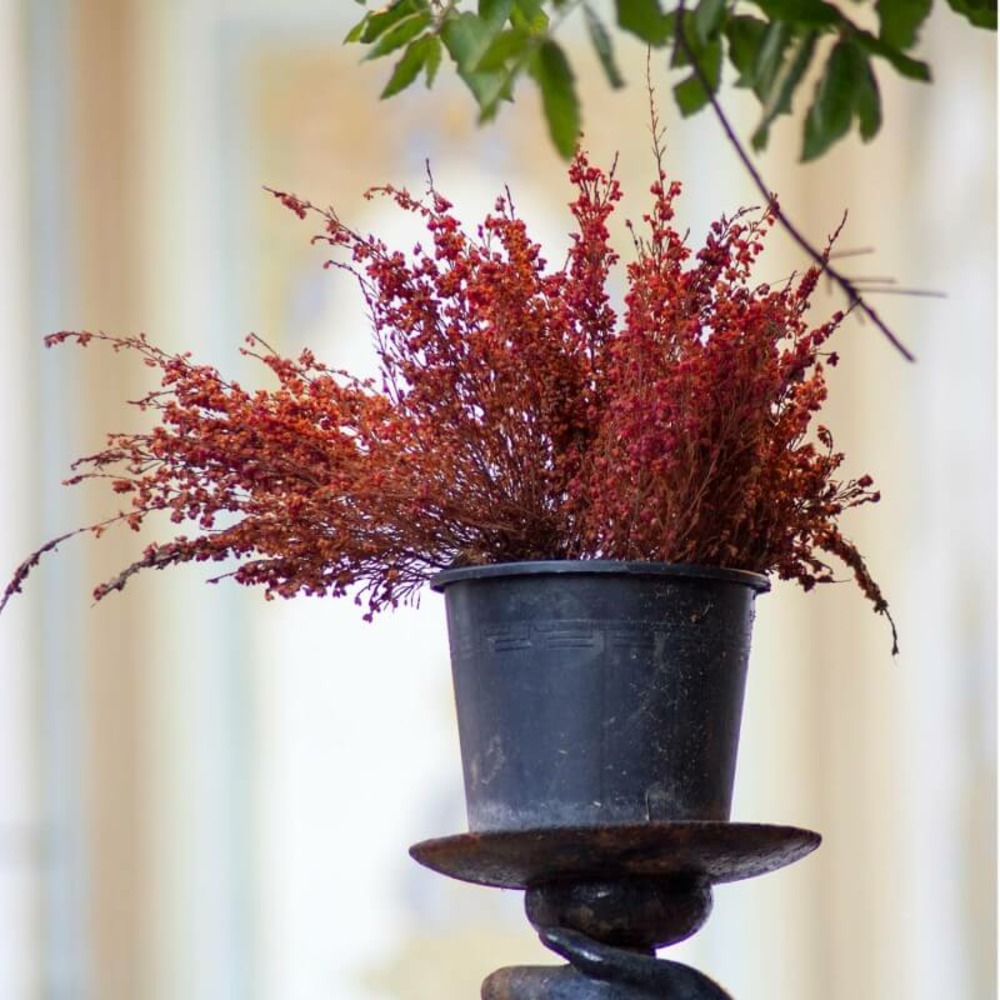 Epine vinette de thunberg (berberis thunbergii atropurpurea) - godet - taille 20/40cm