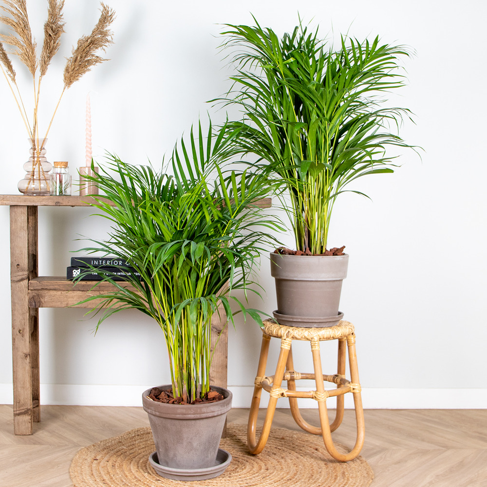 2x dypsis lutescens - golden palm - plante d'intérieur - entretien facile – ⌀20 cm - ↕90-100 cm
