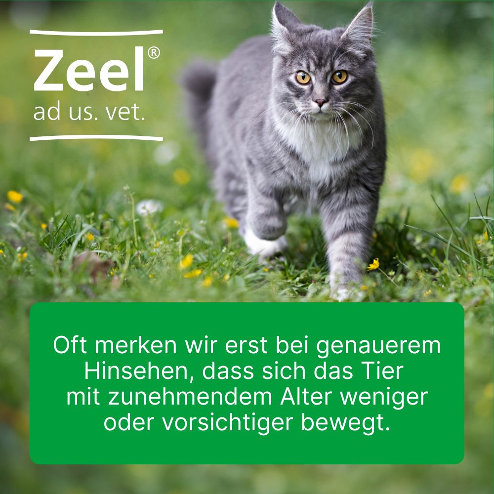 Zeel® ad us. vet Tabletten