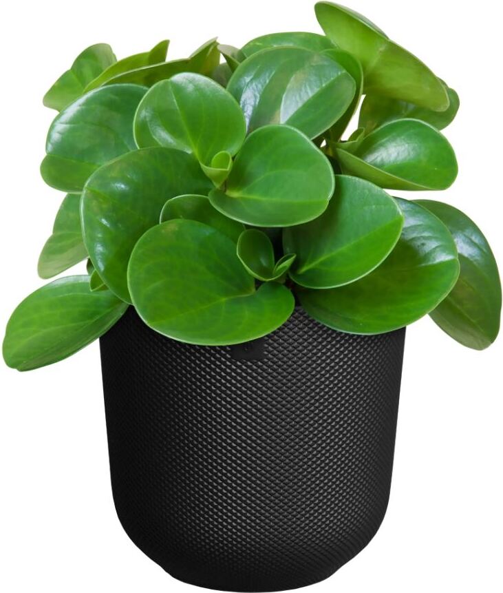 Elho bloempot Jazz zwart D 18,9 H 17,6 cm