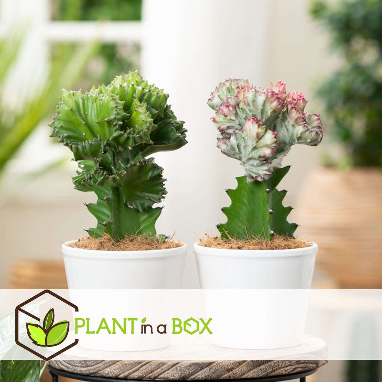 Euphorbia mix - mélange de 2 plantes - pot 12cm - hauteur 25-30cm