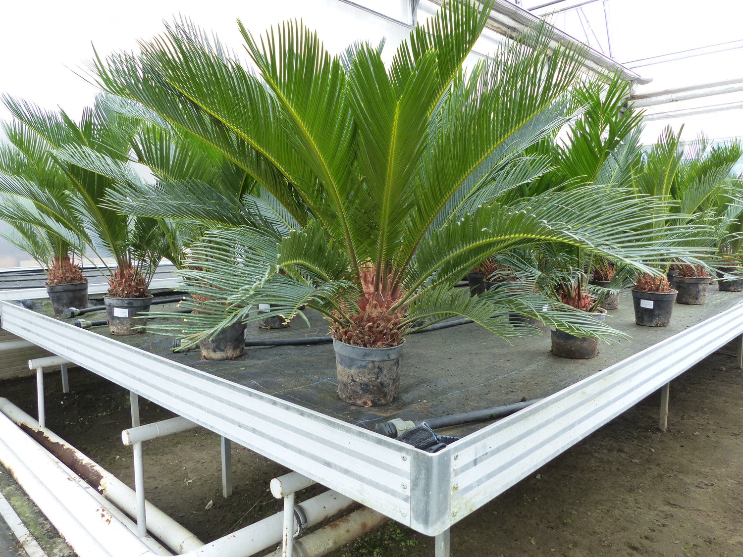 Cycas Revoluta 80 cm Sagopalm, binnen + buiten