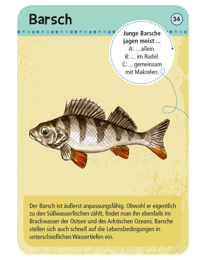50 heimische Strandtiere & Pflanzen entdecken & bestimmen