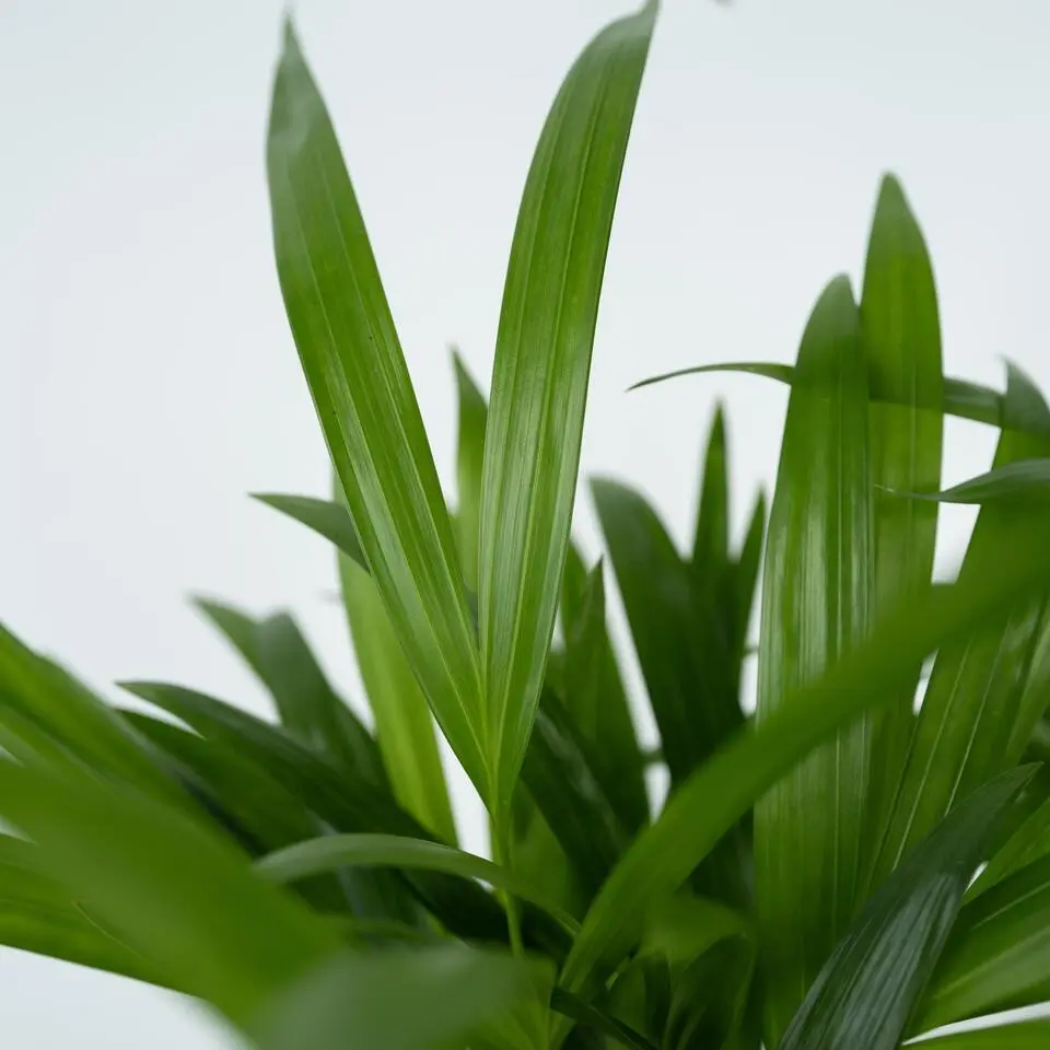 Areca goudpalm - Set van 2 - Dypsis lutescens - Hoogte 60-70cm - ⌀17cm