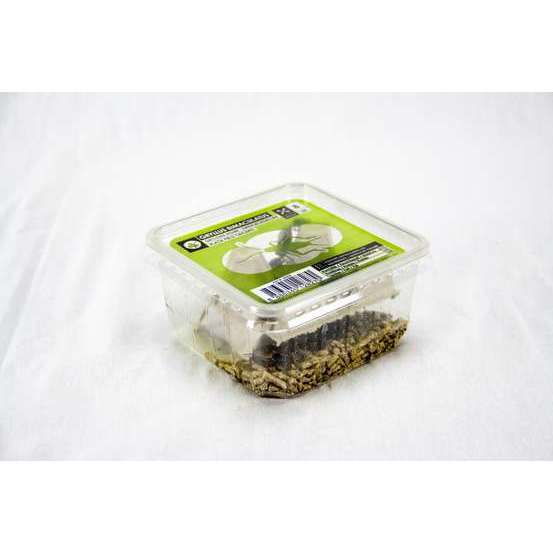 Grillons noirs alimentation reptiles, taille L, 20 pièces