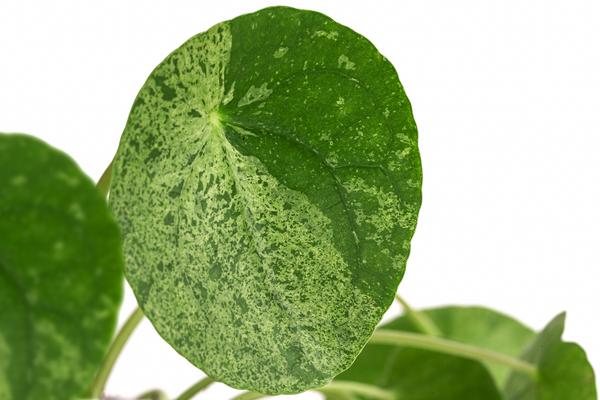 Glückstaler - Pilea peperomioides 'Mojito'