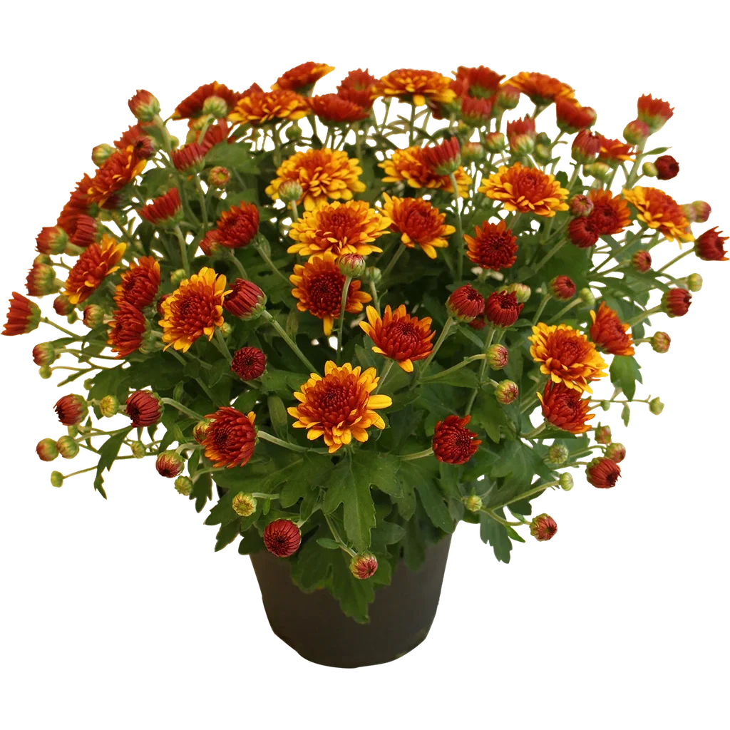 Chrysanthemum x morifolium Frilandskrysantemum Ø19 cm