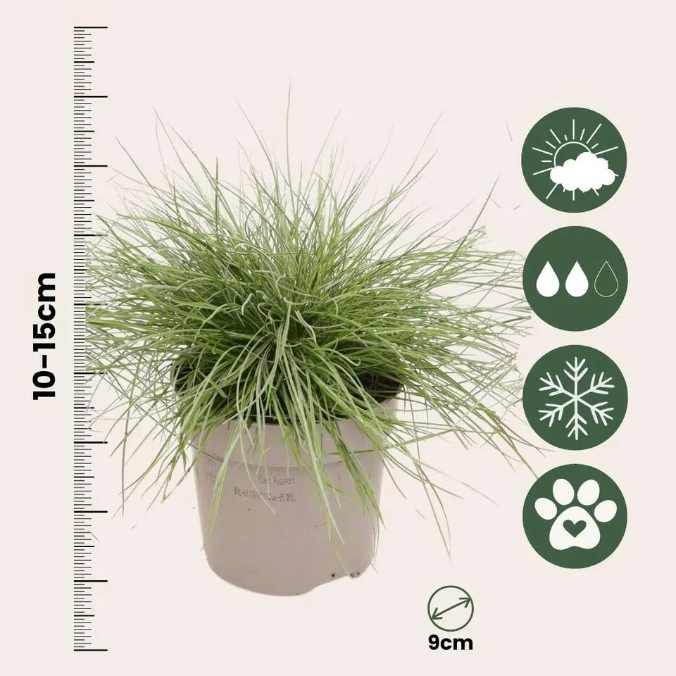 Blauw schapegras - Set van 18 - Festuca 'Elijah Blue' - Hoogte 10-15cm - ⌀9cm