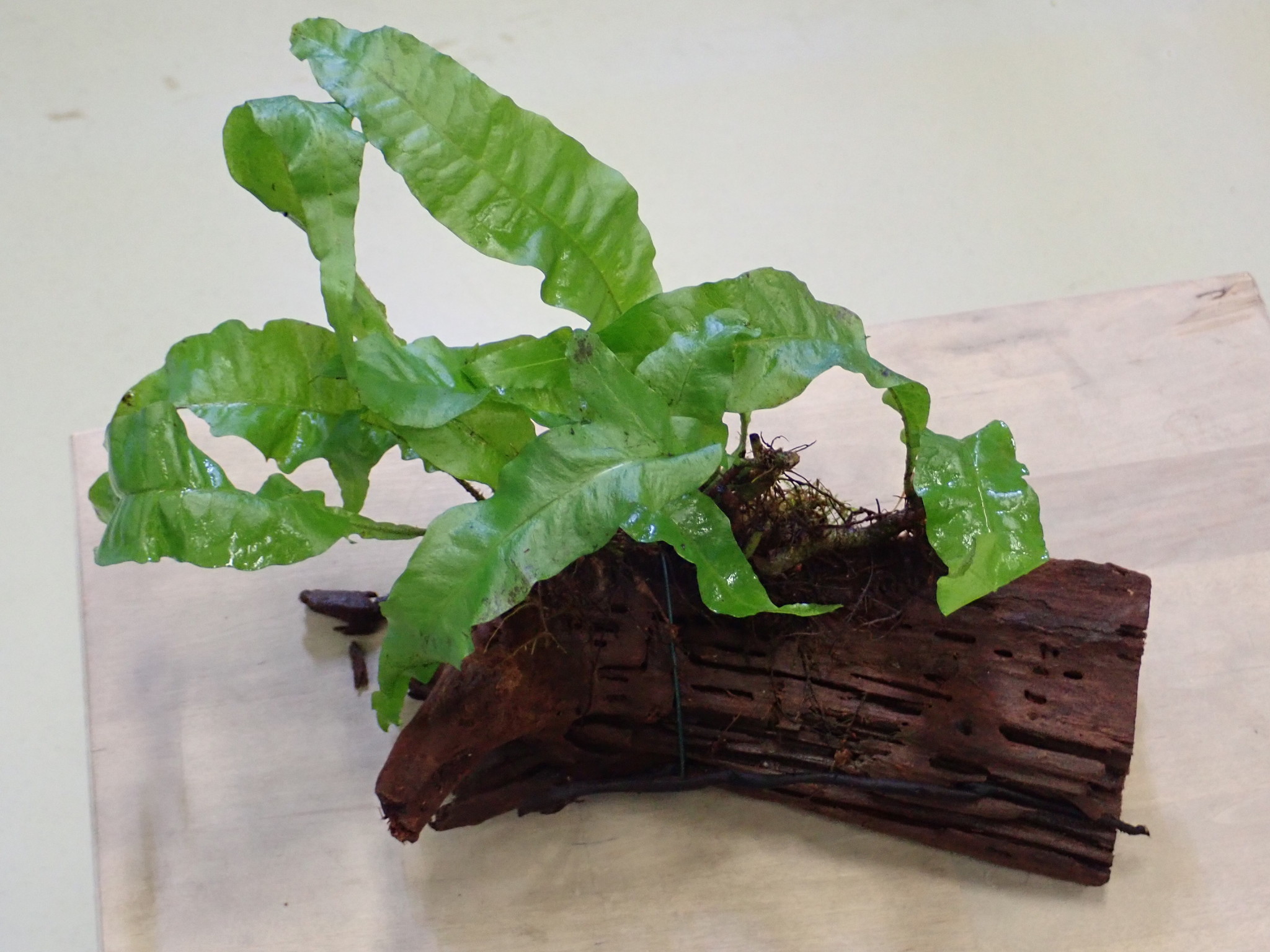 Waterplant Driftwood M met Microsorum Pteropus