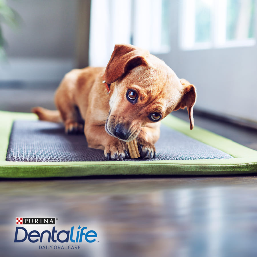 Dentalife Petiscos Dentais para Cães de Raças Pequenas