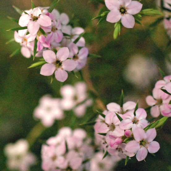Diosma hirsuta ' Pink Fontaine ' : ctr 3 litres