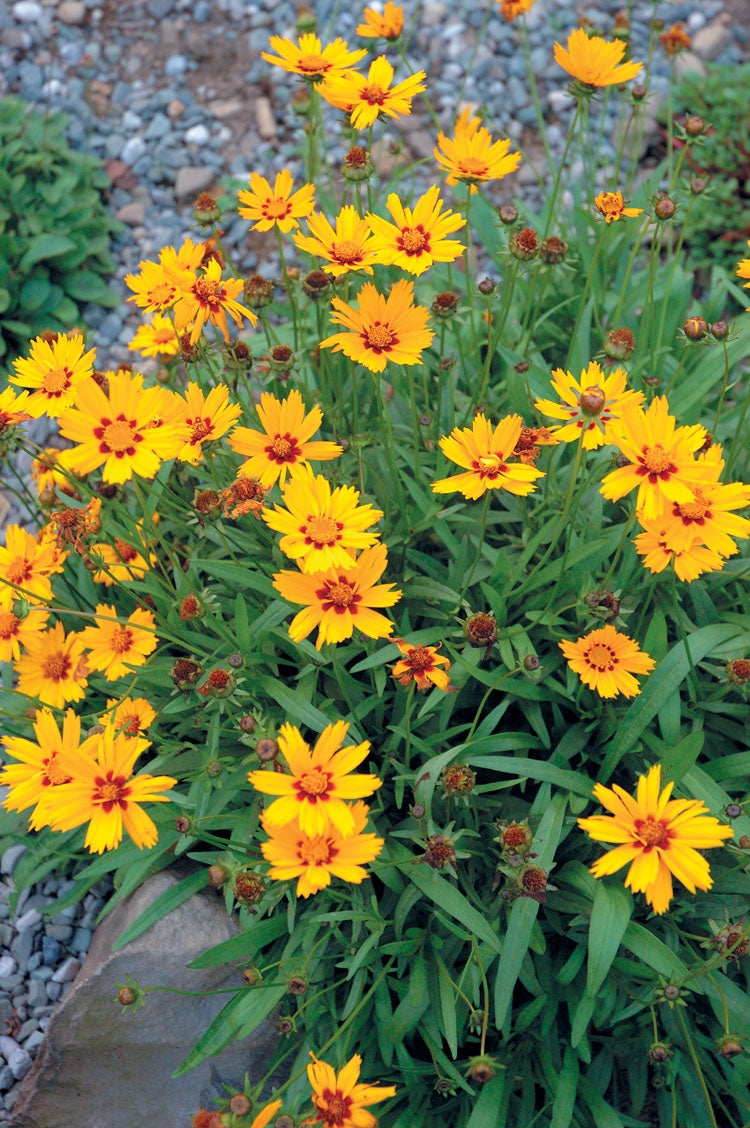 Meisjesogen (Coreopsis lanceolata 'Sterntaler') D 9 H 10 cm