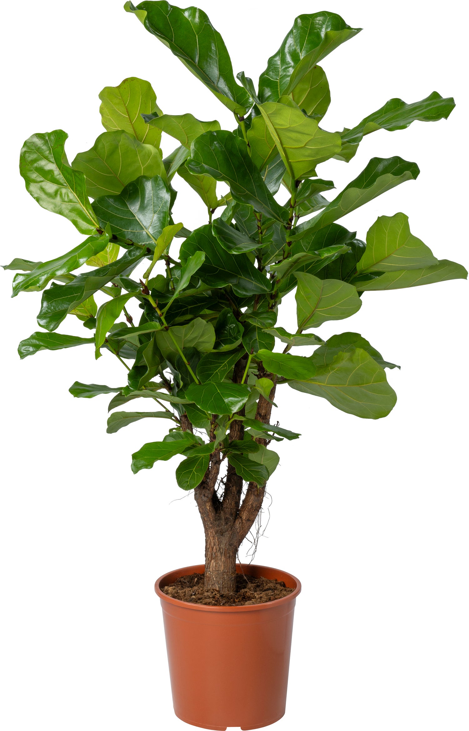 Vioolbladplant (Ficus lyrata) D 30 H 150 cm