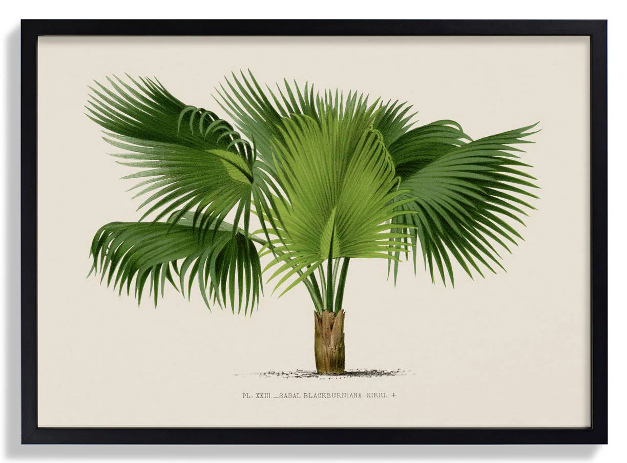Sabal Blackburniana Palm Tree Kunstdruck