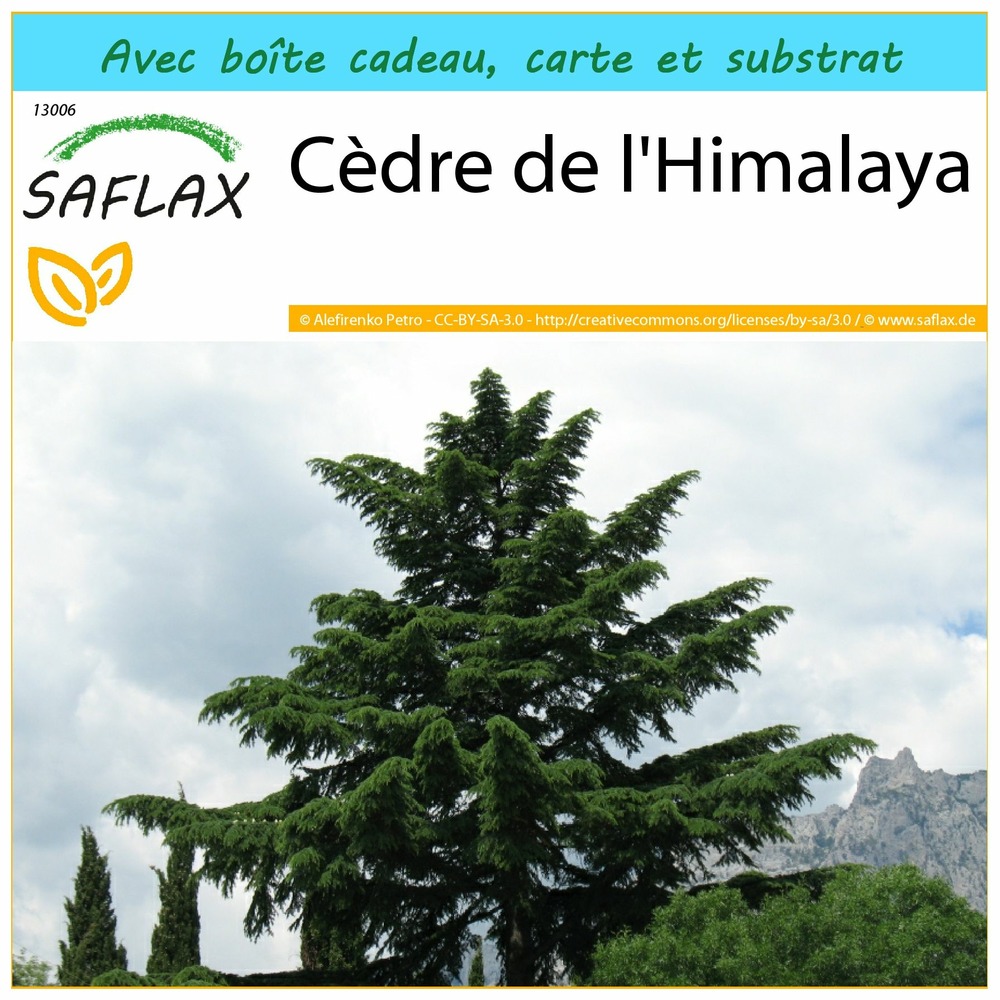 Kit cadeau - cèdre de l'himalaya - 35 graines - cedrus deodara