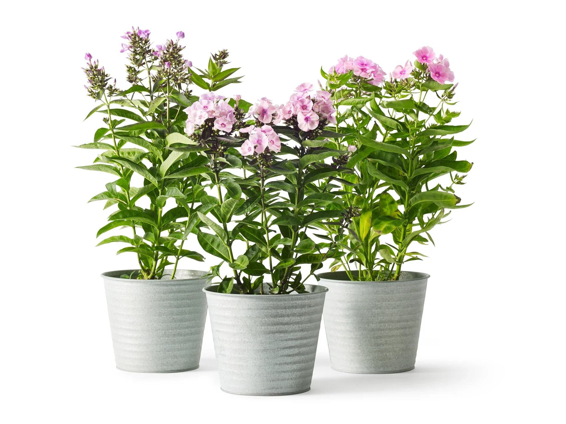 Phlox paniculata Lilac Høstfloks Ø17 cm