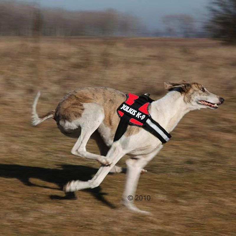 Harnais Julius-K9 Power, rouge
