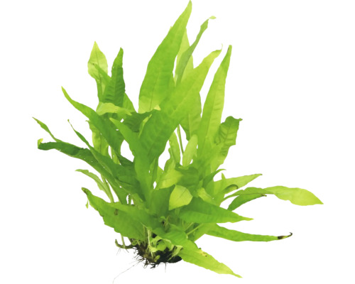 Aquarium waterplantenpakket M 