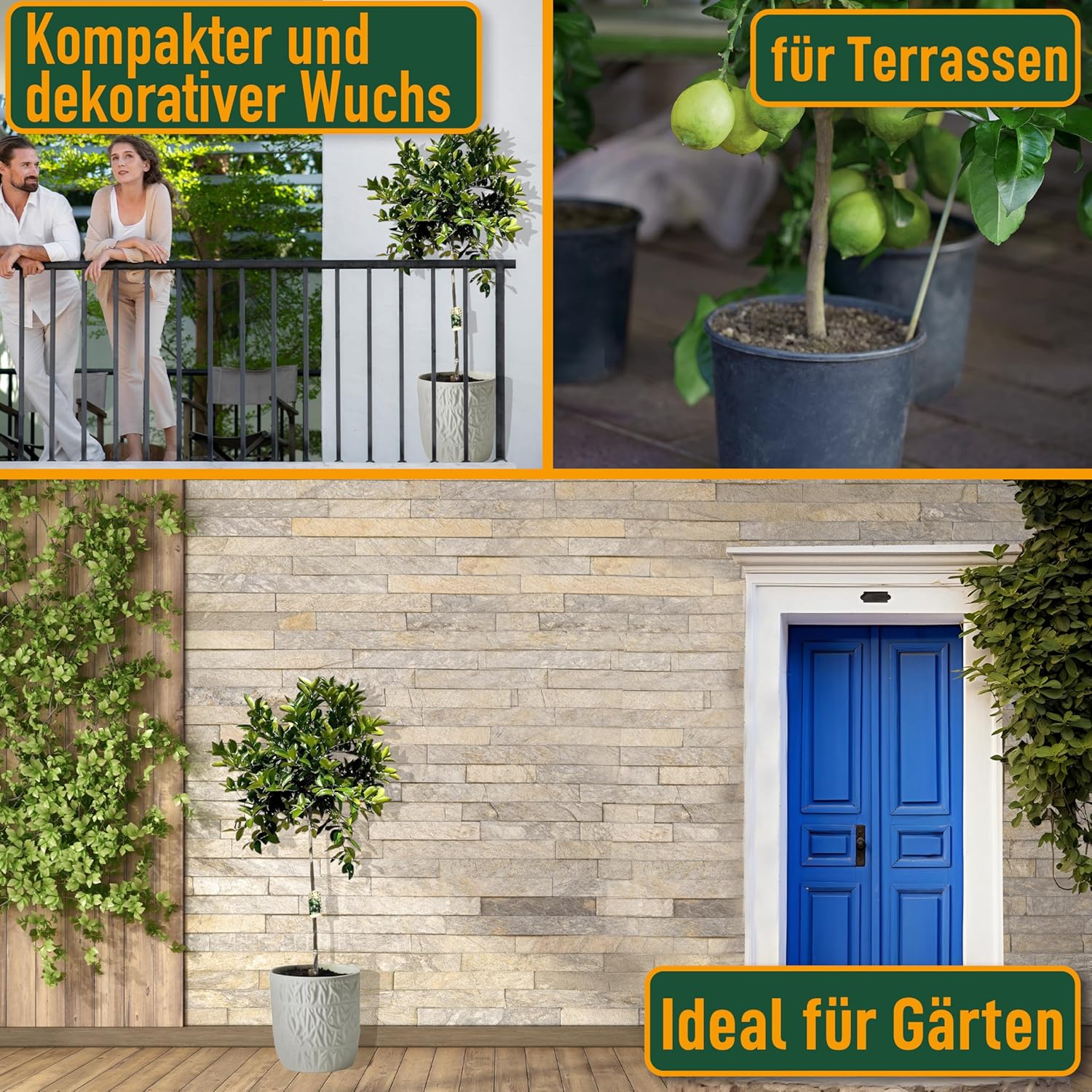 Sunny Tree - Limettenbaum - 8 Jahre alt - Citrus Latifolia - Zitruspflanze - 160 zentimeter - A+ Ware