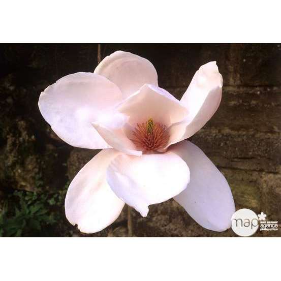 Primevères en jardinière de 40cm couleur - Coloris variables