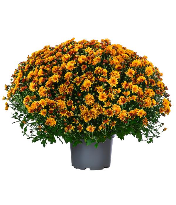 Chrysantheme 'Baria'