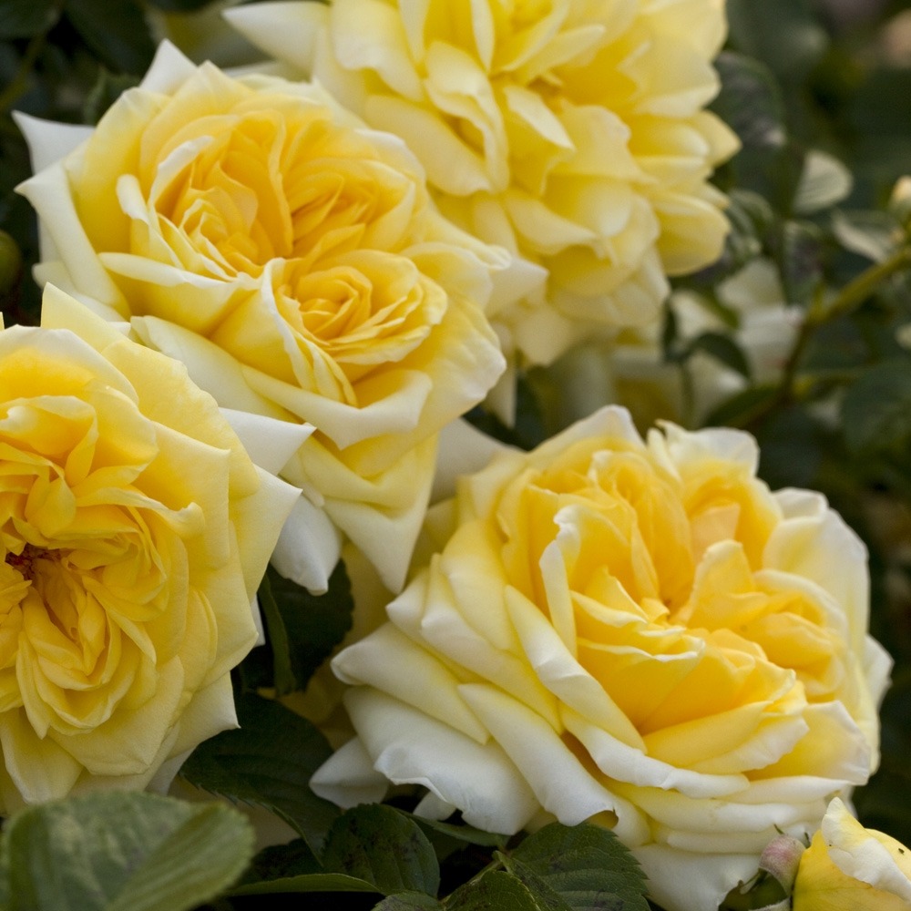 Rosier nadia meillandecor ® meibalneo le pot de 2l