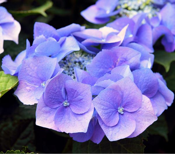 Hortensie - Hydrangea macrophylla