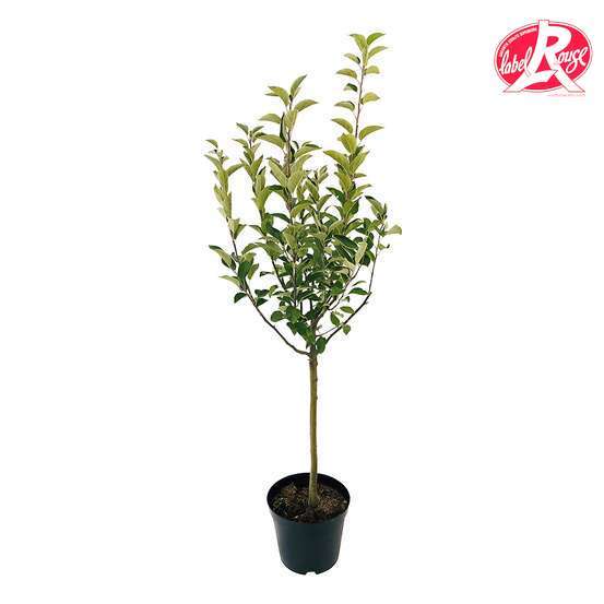 Pommier Cox orange Pippin, Label Rouge : pot 12L