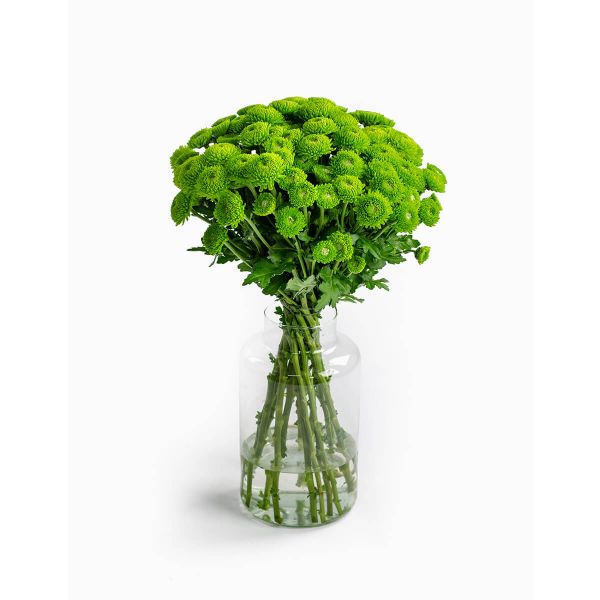 Flores no Cais Ramo Original de Margaridas | (Verde, Premium)
