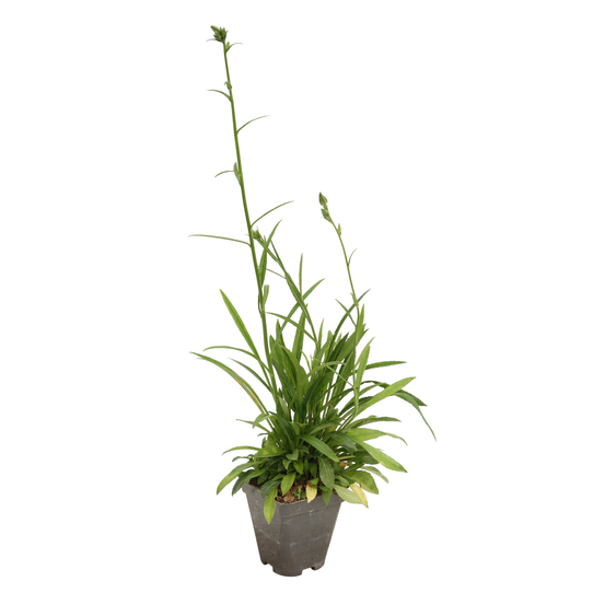 Campanule à feuille de pêcher blanche ' Alba ' : godet vert