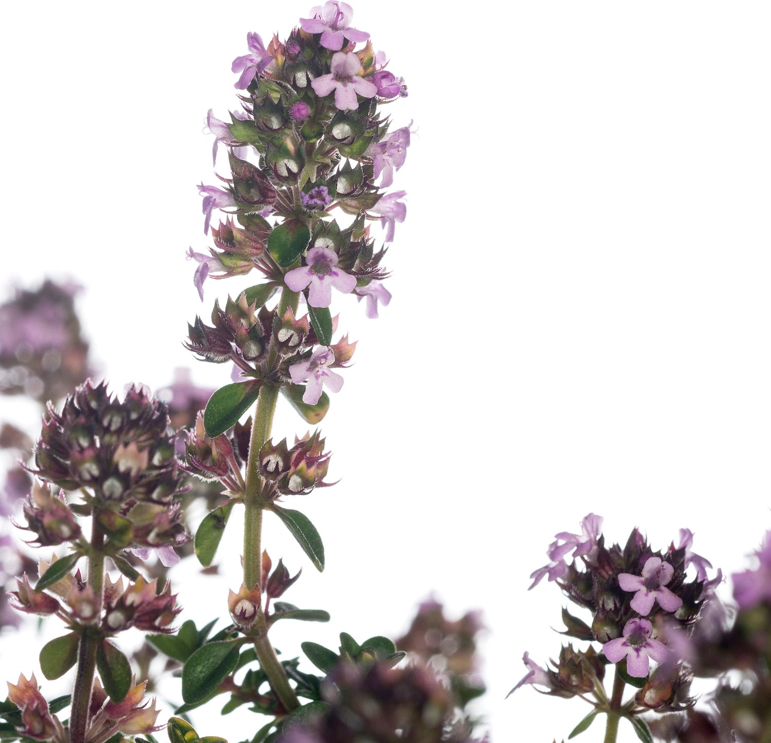 Citroentijm (Thymus citriodorus 'Sambesi') D 11 cm