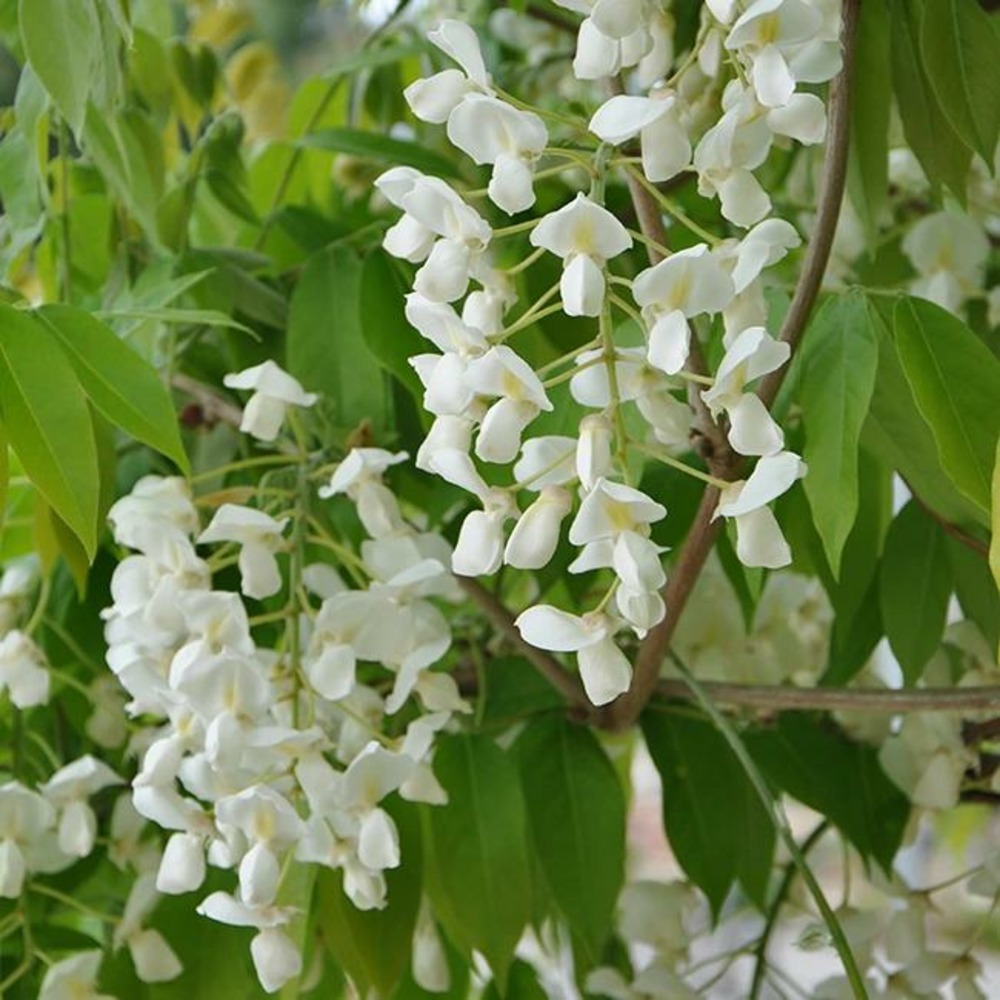Glycine venusta - wisteria venusta 3l
