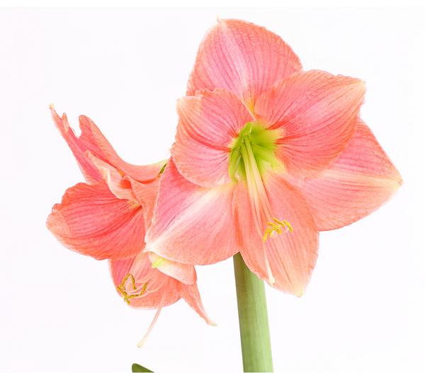 Amaryllis - Hippeastrum-Hybride, verschiedene
