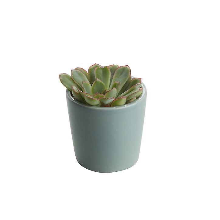 Mini-succulente, assortiment, pot en céramique 5,5cm