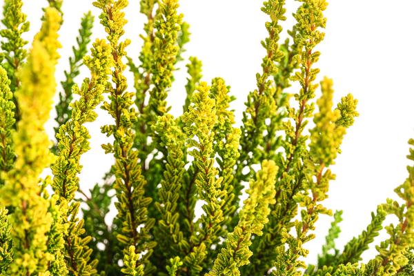 Knospenheide 'Zeta'