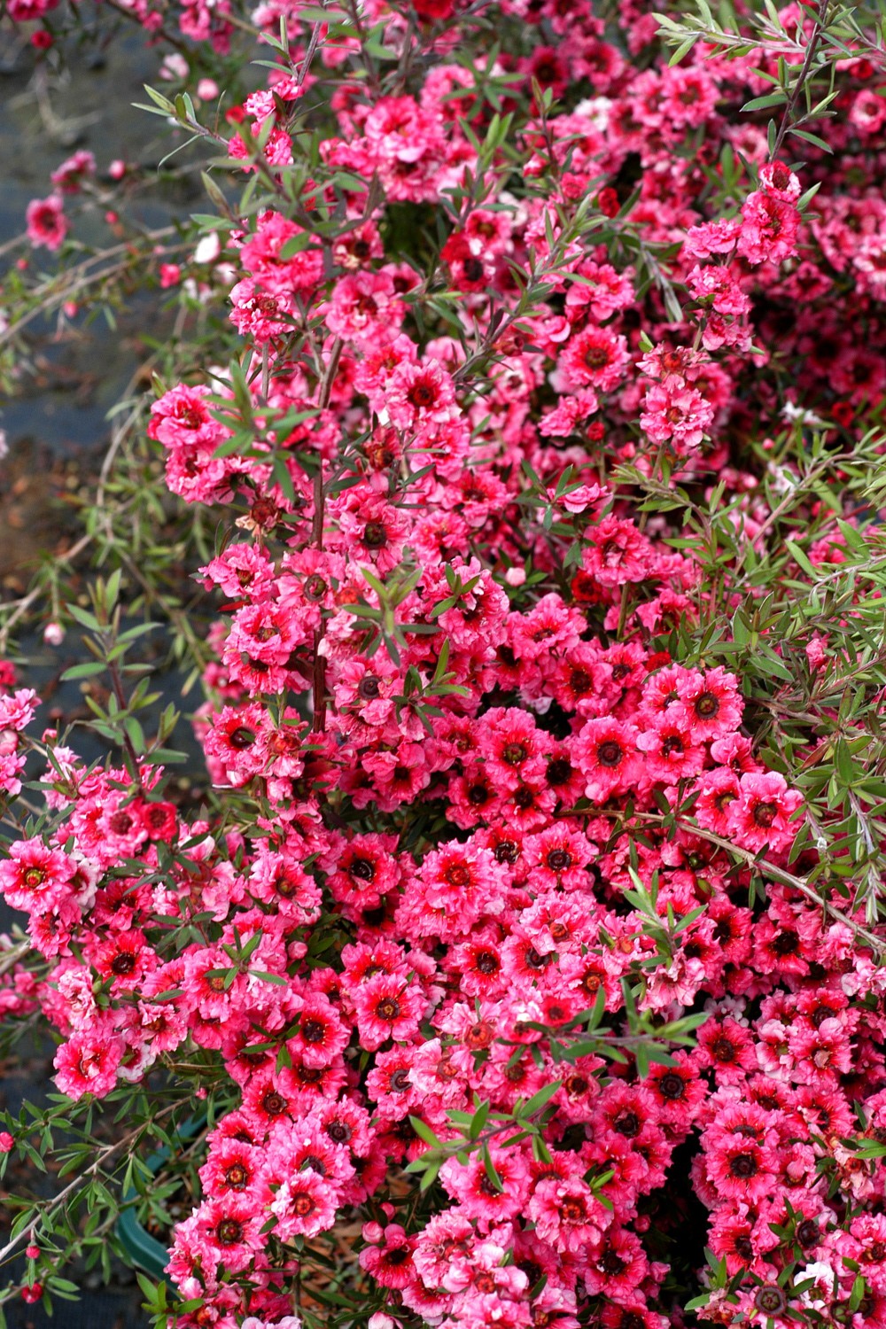 Leptospermum 'winter cheer' - 5l