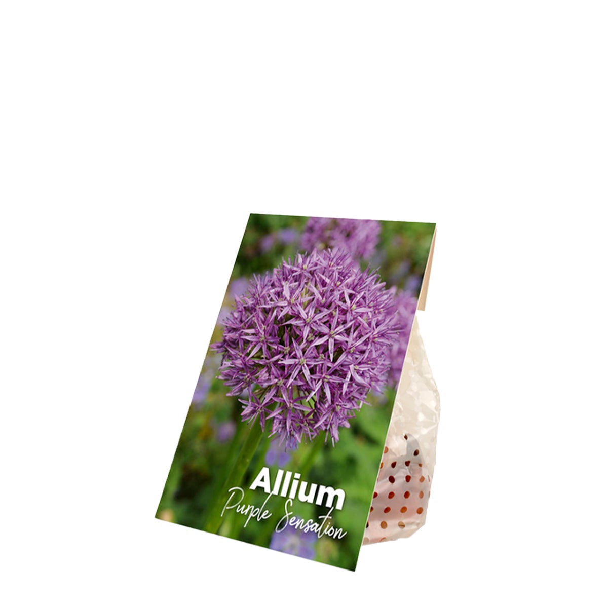 Bloomique – 15-pack mix – Allium Purple Sensation – Look – Sierbol – Paars – Bloembollen – Voorjaarsbloeiers – Vaste planten – Wordt 70–90 cm hoog
