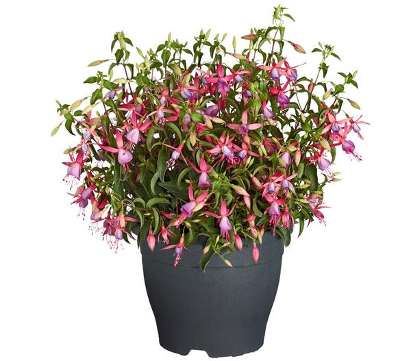 Winterharte Fuchsie, verschiedene Sorten