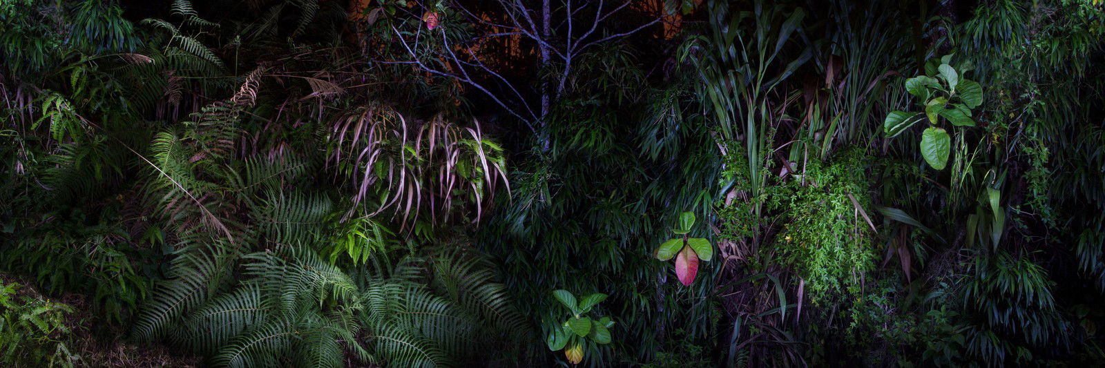 Eden I. by Katalin Vasali - Limited Edition. Edition of: 150. Signed.