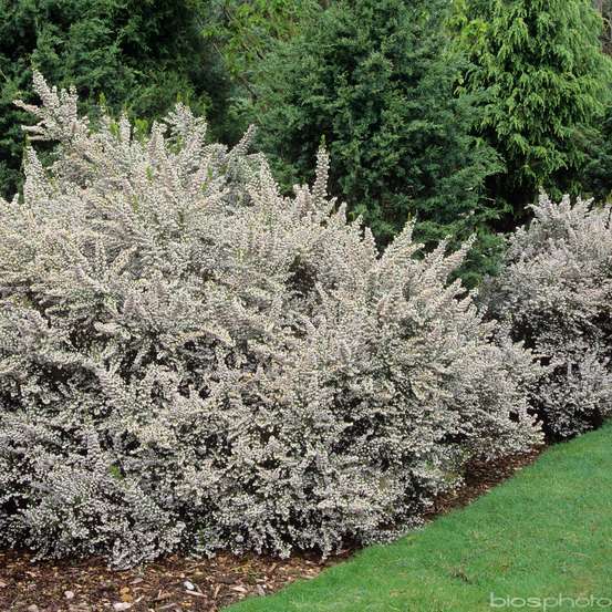 Erica arborea 'Pink Joy':pot 4L