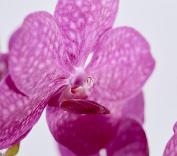 Vanda-Orchidee - Vanda cultivars im Glas,