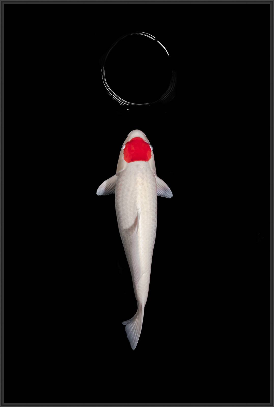 Tancho Kohaku by Heiko Hellwig - Limited Edition. Edition of: 100. Signed.