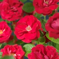 Rosa (Kordesii Group) FLAMMENTANZ ('Korflata') Klatrerose 'Flammentanz' Ø19 cm