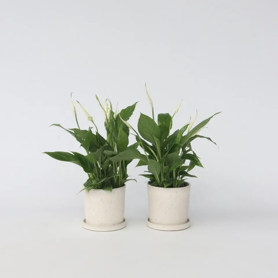 Lepelplant - Set van 2 - Spathiphyllum 'Torelli' - Hoogte 30-45cm - ⌀12cm