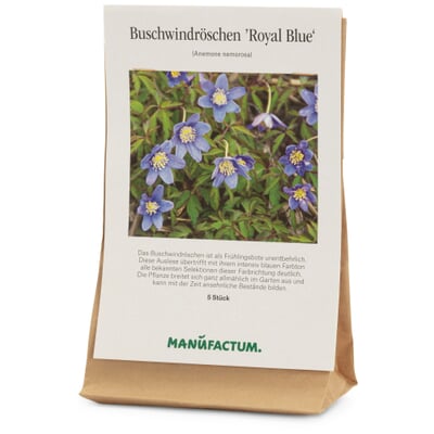 Blumenzwiebeln Buschwindröschen 'Royal Blue'