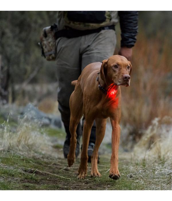 RUFFWEAR® Hunde-Sicherheitsleuchte THE