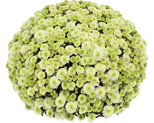 Chrysanthemum bol Ø 55+ cm FloraSelf Chrysanthemum indicum Ø 19 cm Plantdiameter ca. 55 cm Willekeurige variëteitselectie