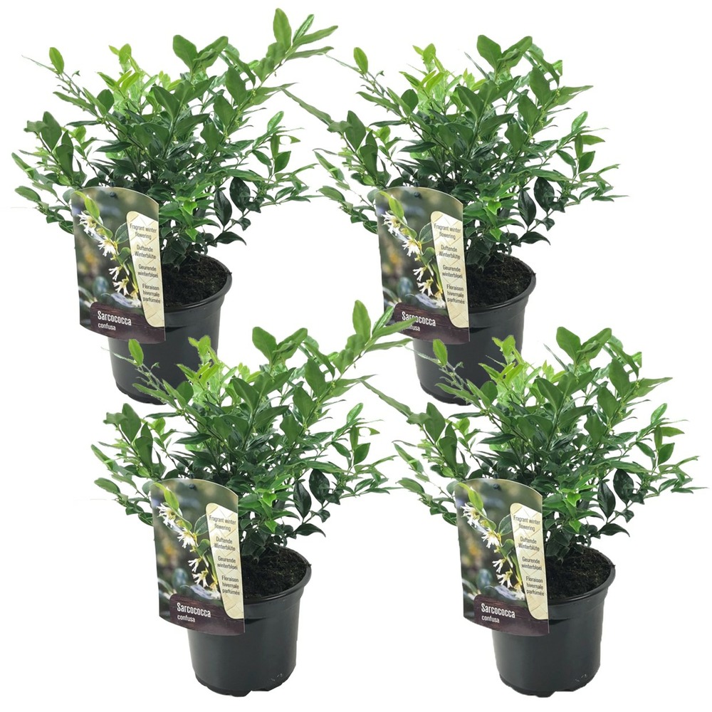 Sarcococa confusa - set de 4 - plante de jardin - pot 17cm - hauteur 30-40cm